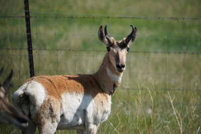 Montana Old West Towns: Virginia and Nevada City Private Tour - Price and Value: What $350 Per Person Really Covers